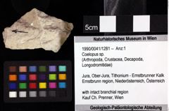 Foto (Objket + Etiketten) von Coelopus sp. 